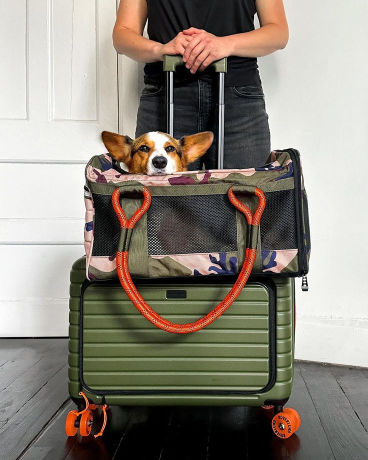 How to prepare your dog for summer trips and travel? - Woof Avenue