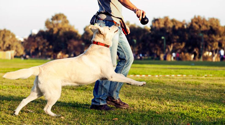 Top 5 Essential Accessories for Your Dog’s Daily Walks - Woof Avenue